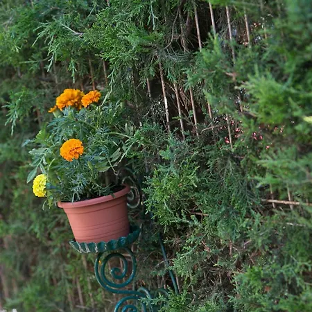 Casa Phoenix Észak-Eforie